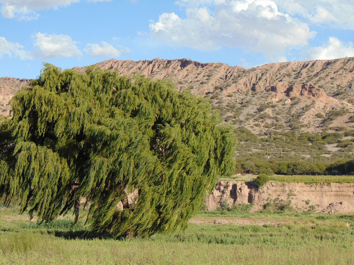 El Churqui Humahuaca Εξωτερικό φωτογραφία