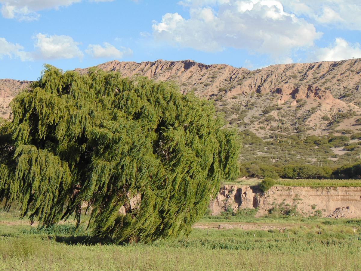 El Churqui Βίλα Humahuaca Εξωτερικό φωτογραφία